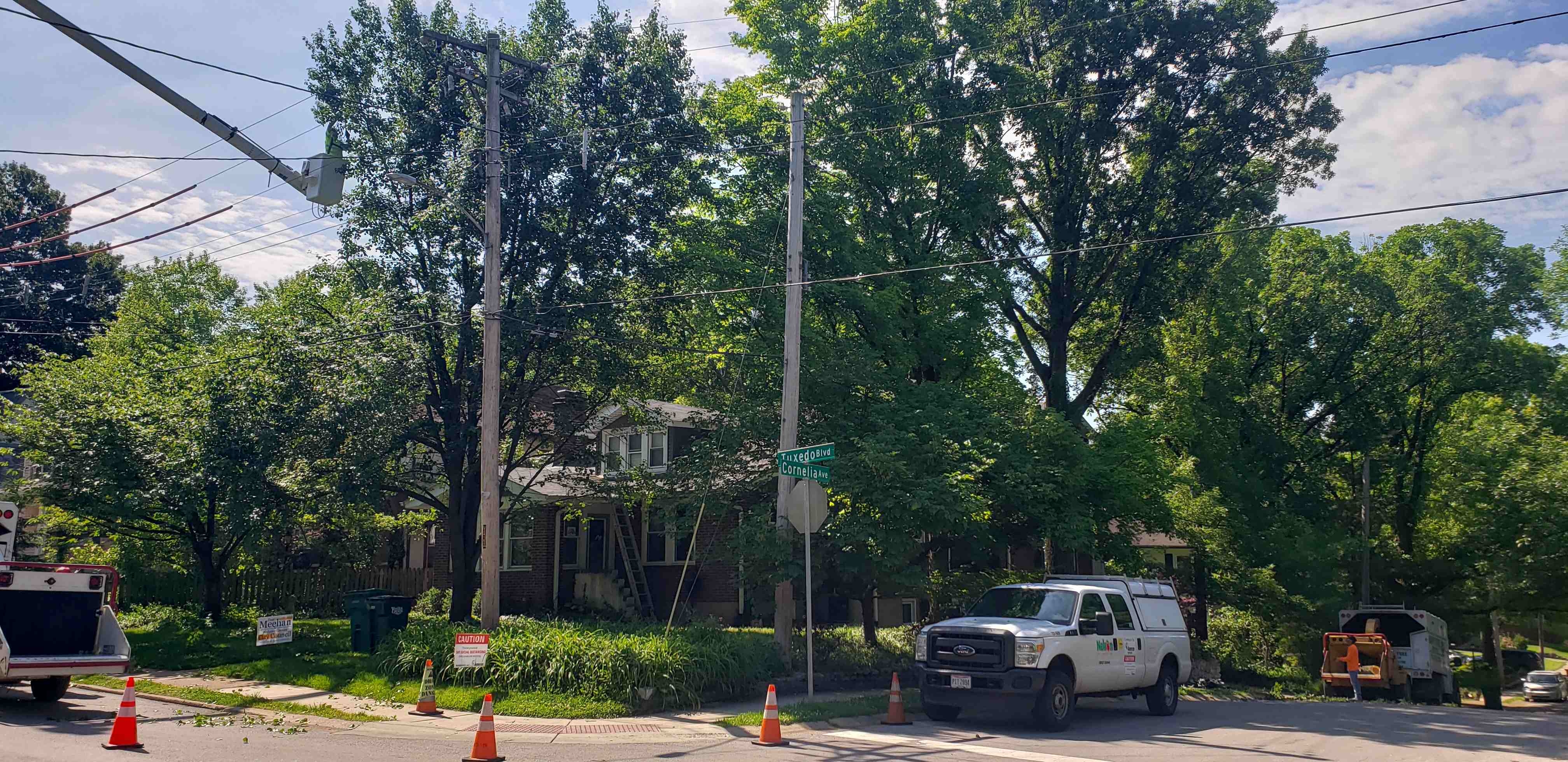 2020-06-01 Tree trimming 2 times.jpg